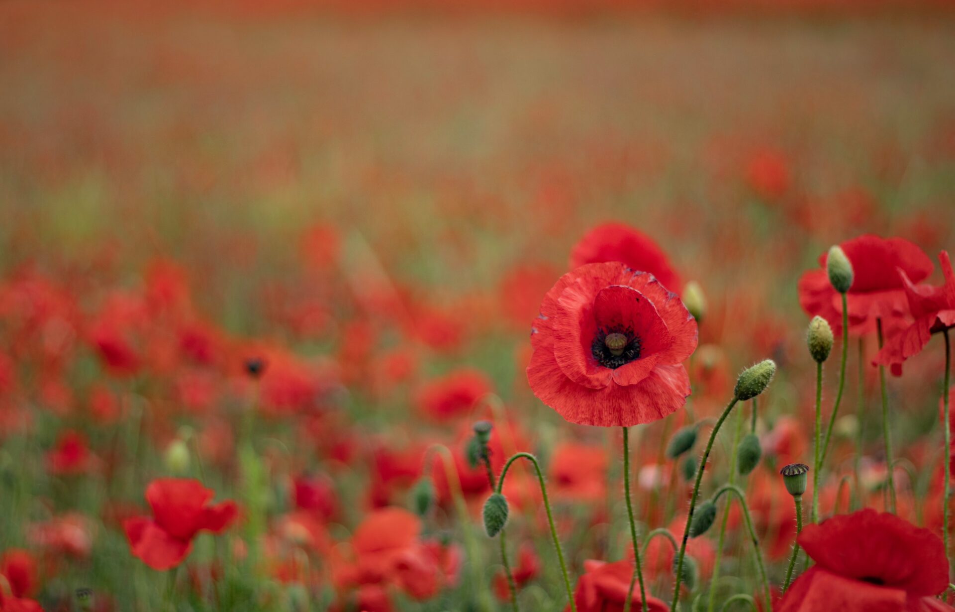 fraizer-dunleavy-Cy0pcQE93Vw-unsplash